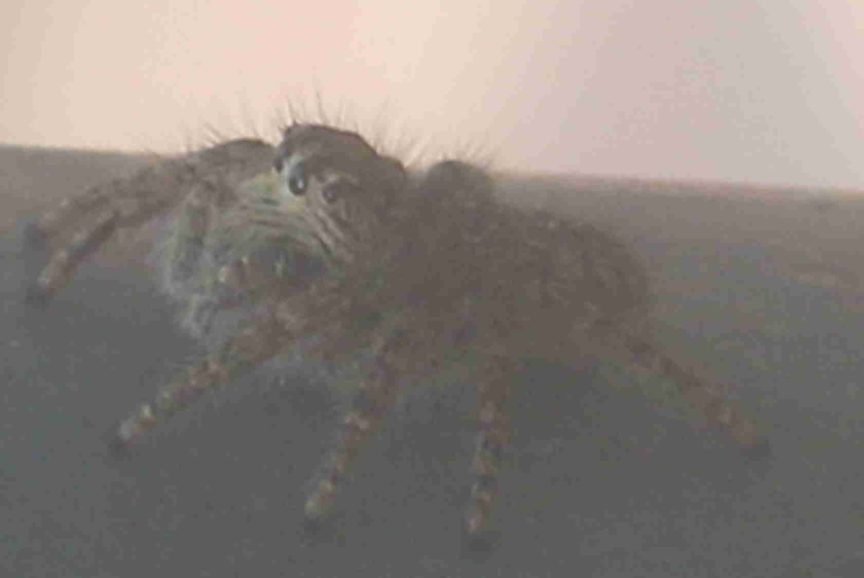ragno veloce e scattante (Salticidae)